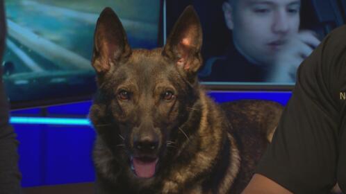 live now background