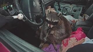 Meth Raccoon