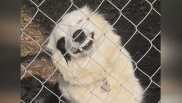 Episode 4 Best Defense is a Good Fence