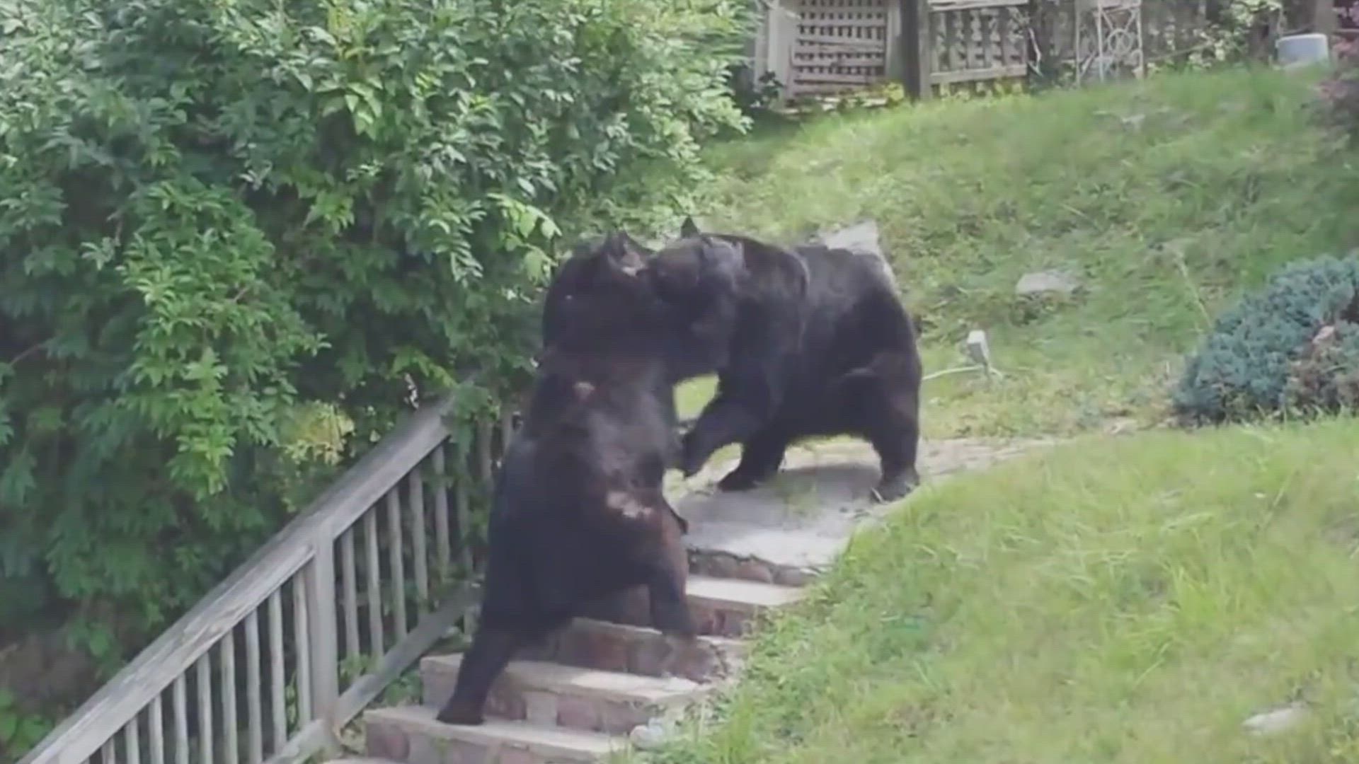 Neighborhood Wars Top 10: Animal Behavior