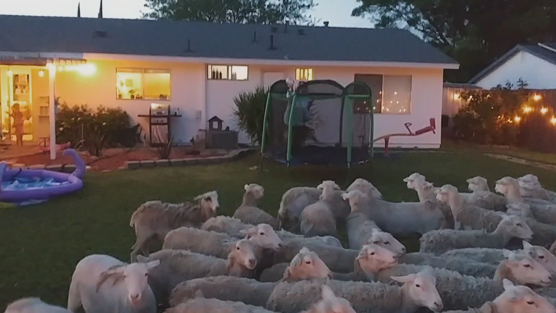 Neighborhood Wars