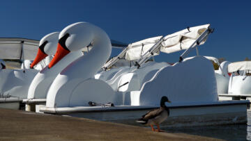 Episode 12 Fowl Play