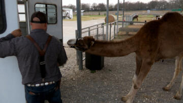 Episode 13 The Camel Clutch