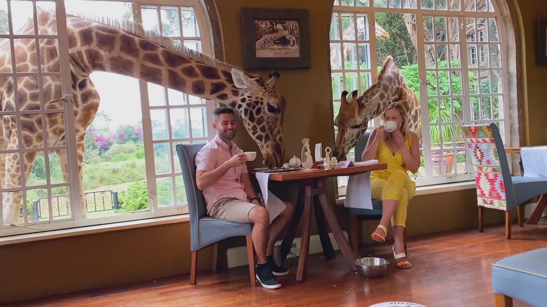 Dine with Animals