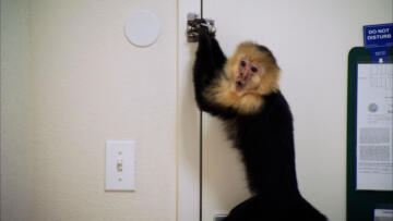 Episode 1 Monkey Business