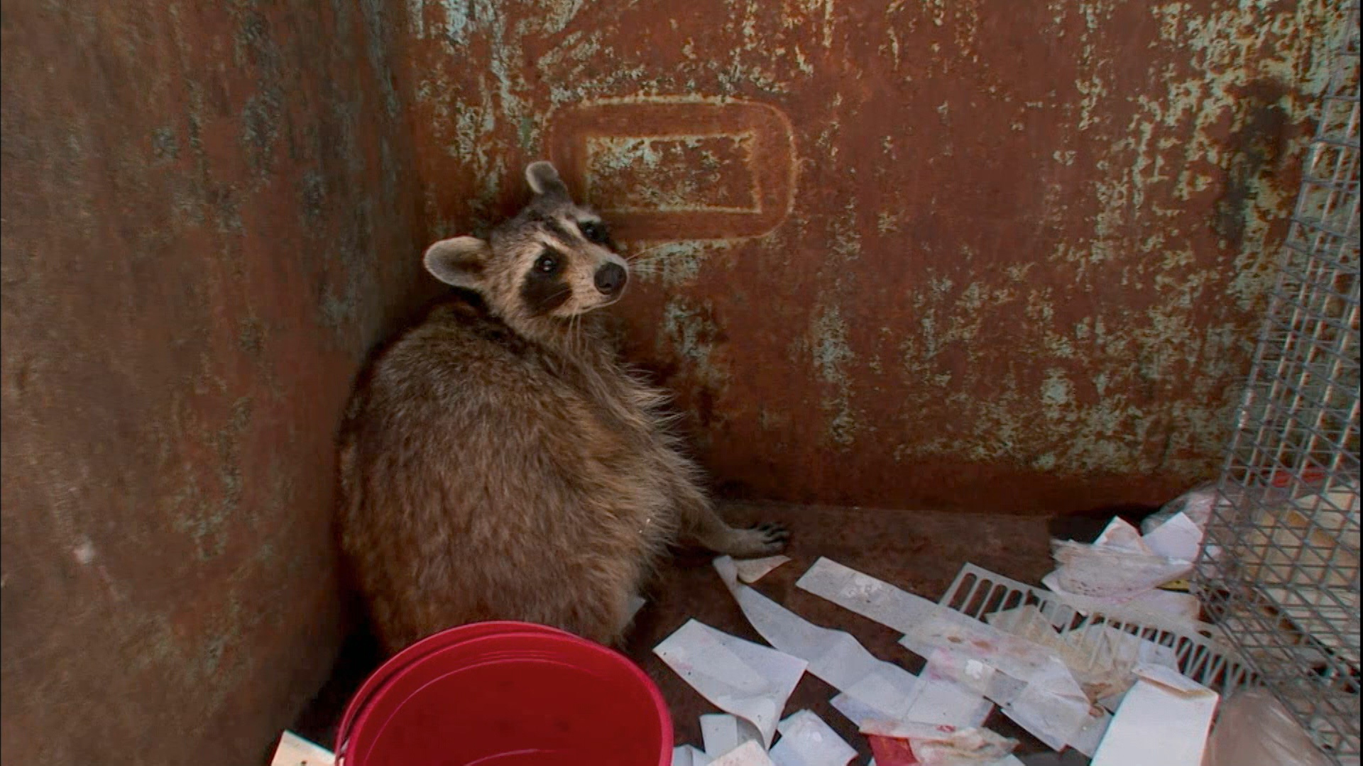 Attack of the Trash Can Raccoon