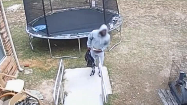 Terrified Cocky Thief Escapes Hastily When Alarm Goes Off thumbnail