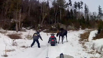 Watch Nature Gone Wild Season 1 Online A E