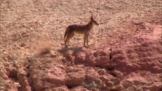 Ugly Coyote House
