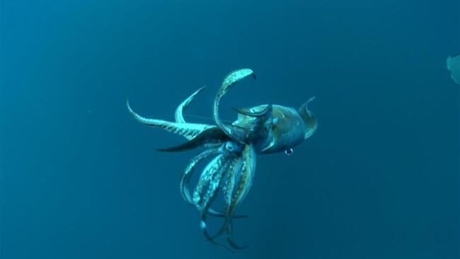 Giant Squid Ambush