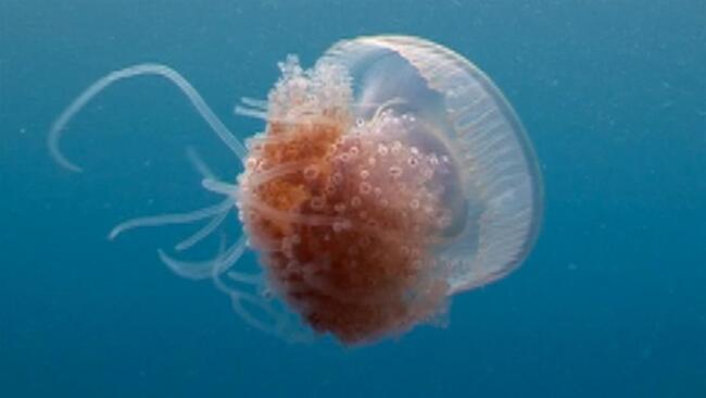 Killer Jellyfish