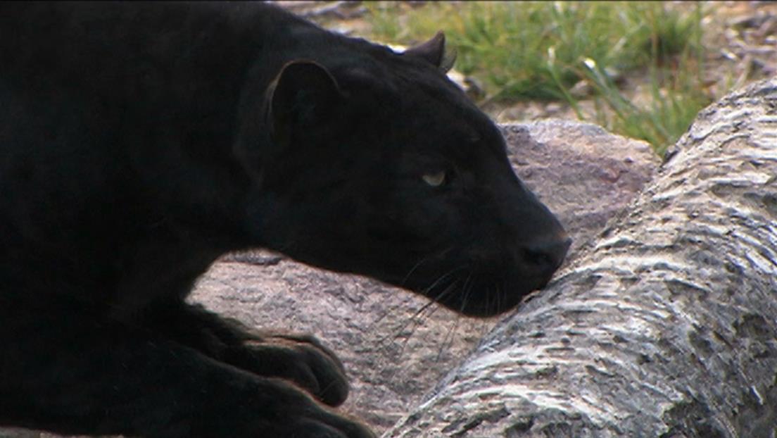 Watch Tigers In The Suburbs Season 3 Episode 23 History Vault