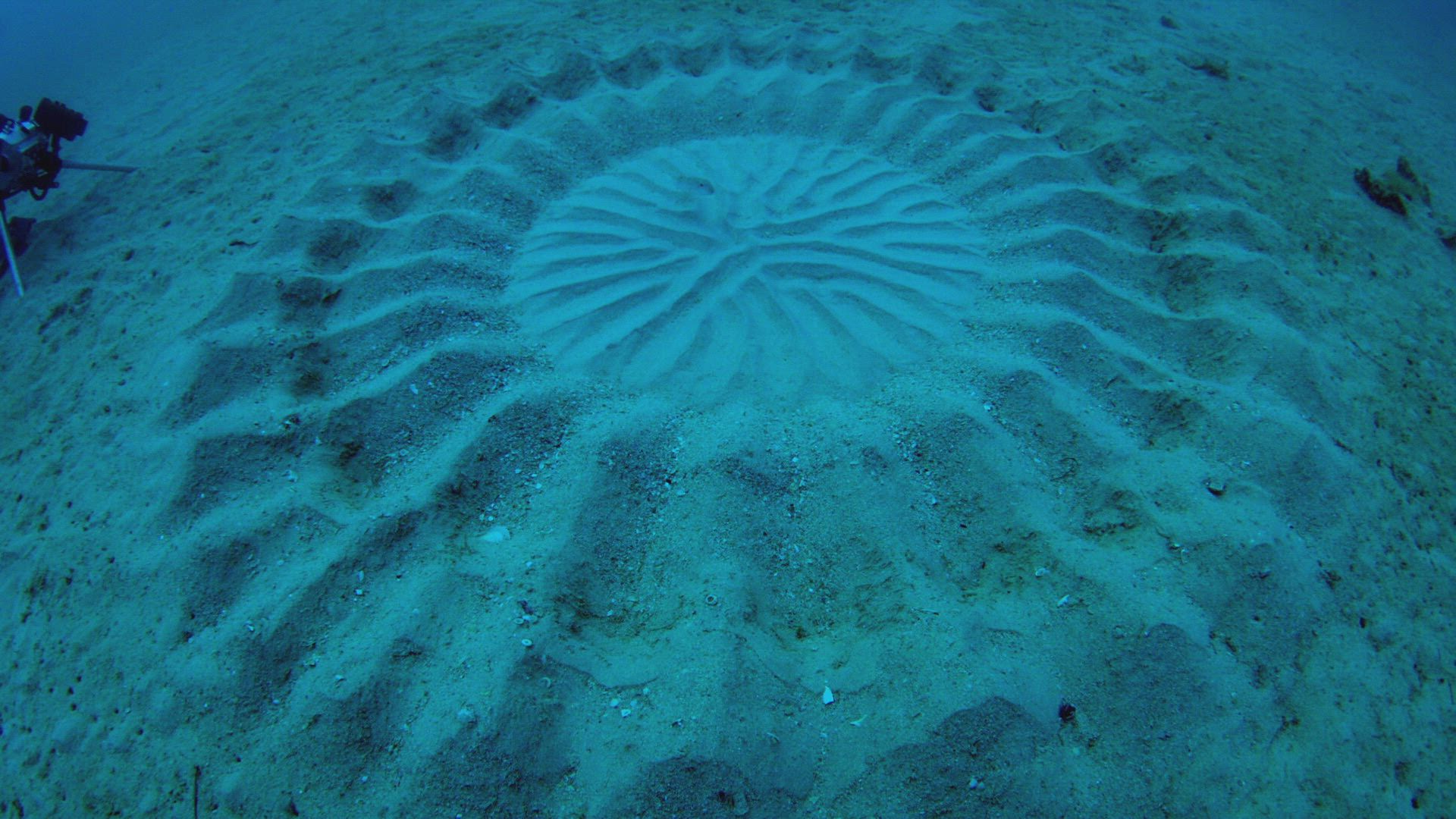 Infrared UFO Attack, Human Bear, and Underwater Crop Circles