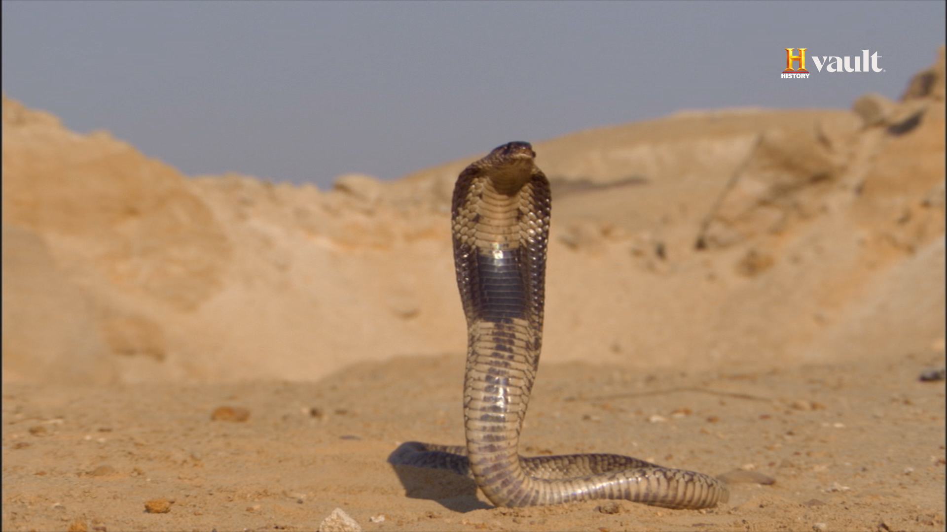 Toxicology and snakes in ptolemaic Egyptian dynasty: The suicide