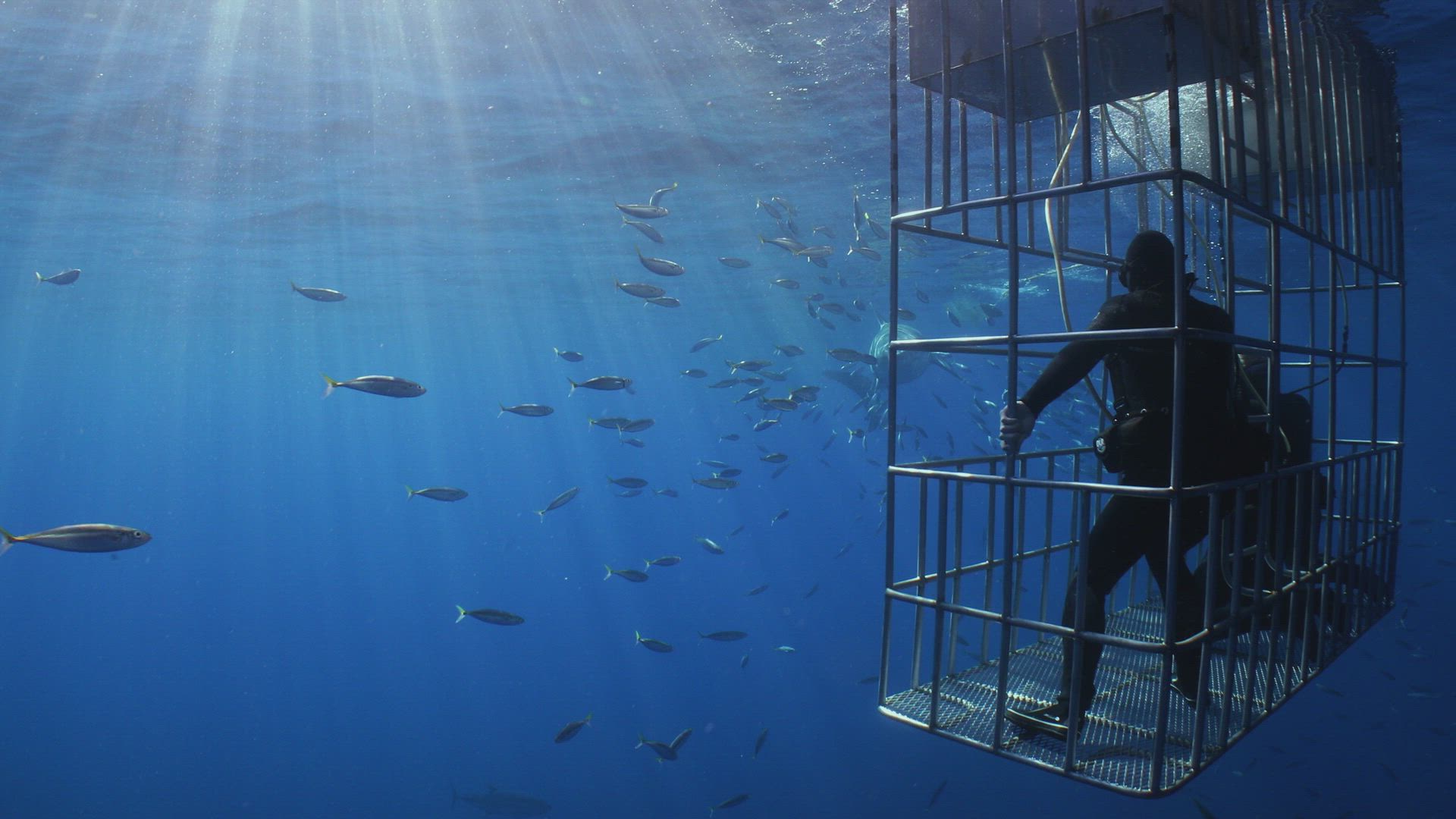 Great White Shark Dive GOES WRONG!