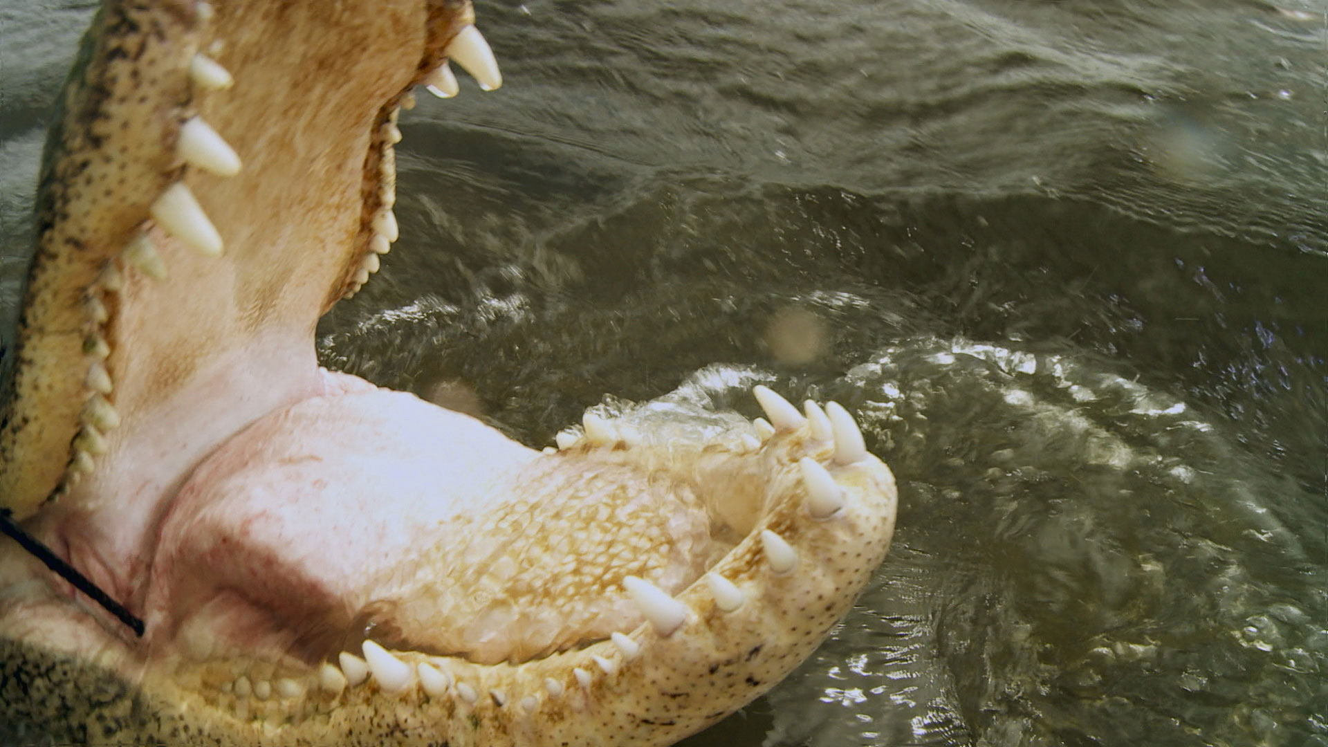 A Cannibal Gator Bullies Joey and Zak