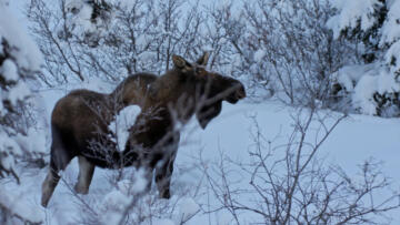 Episode 7 The Summit