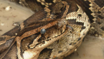 Episode 2 Venom Warriors