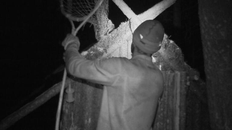 Clay’s Late Night Marten thumbnail