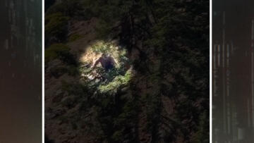 Episode 26 The Nightcrawler and the Beast in the Tree