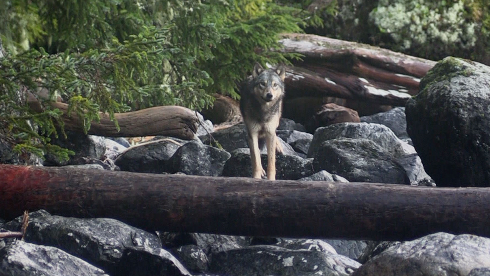 Brooke Spots a Wolf on the Beach thumbnail