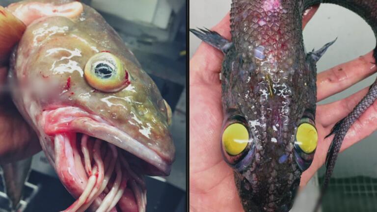 Horrifying Sea Monster Sightings thumbnail