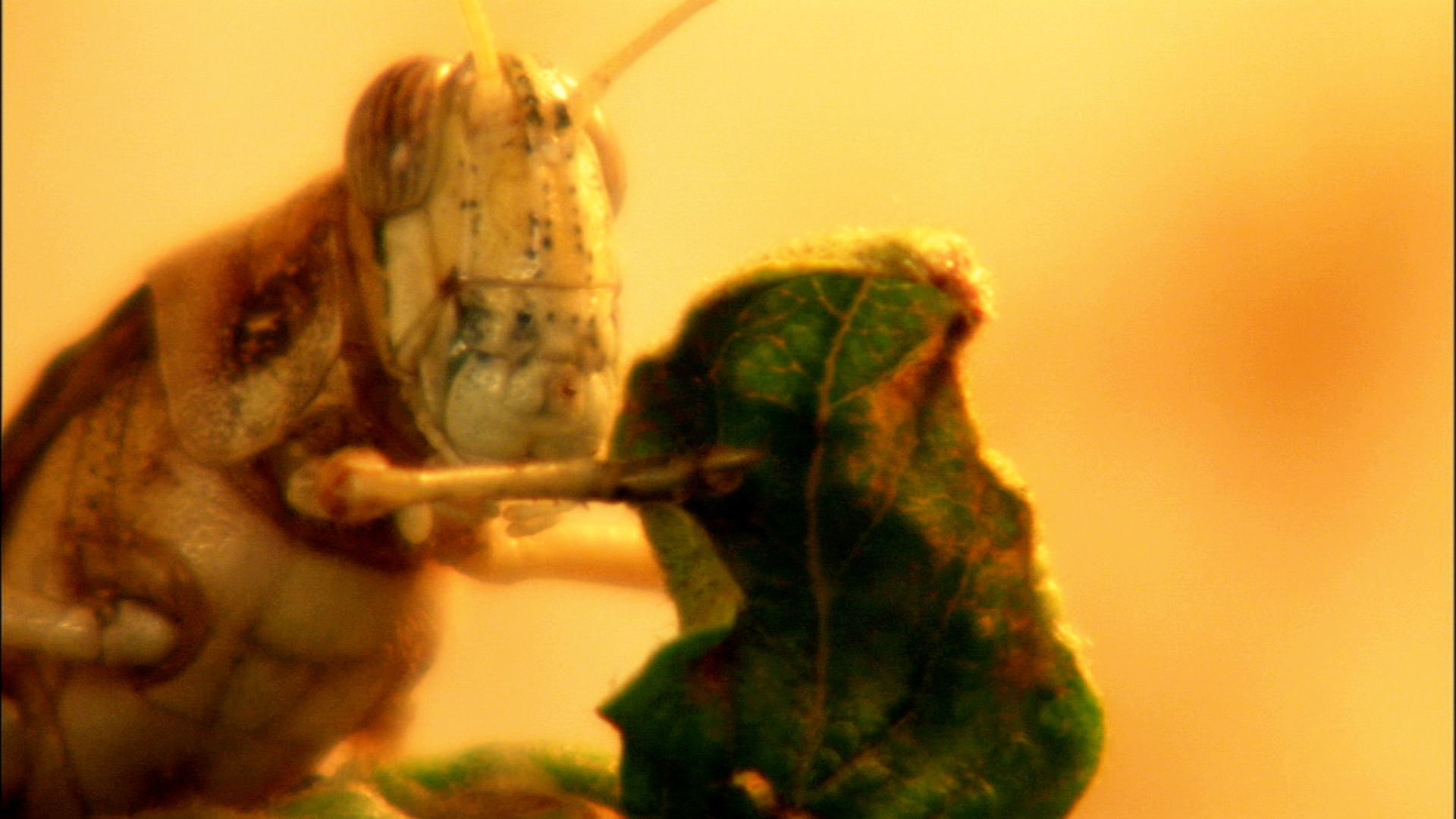 Locust Watch in Caucasus and Central Asia | Food and Agriculture  Organization of the United Nations