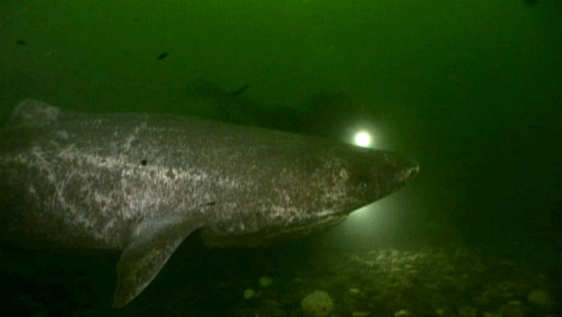 Watch Shark Hunt Clip | HISTORY Channel