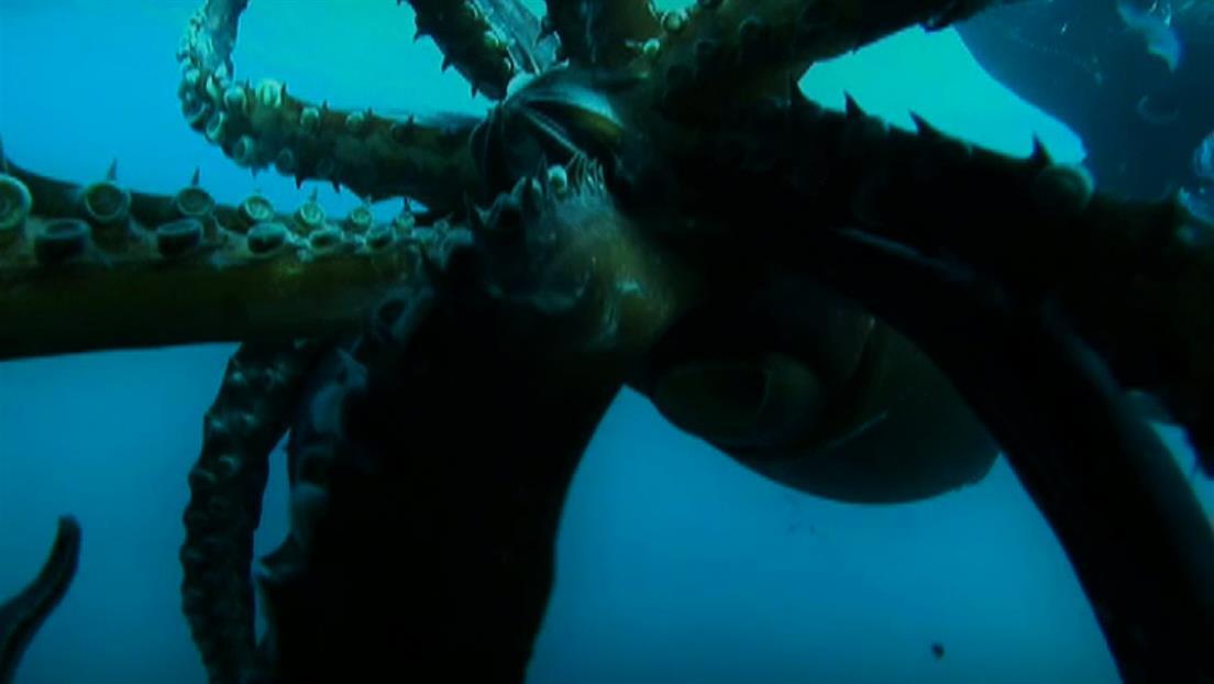 Watch The Legend of Giant Squid Clip | HISTORY Channel