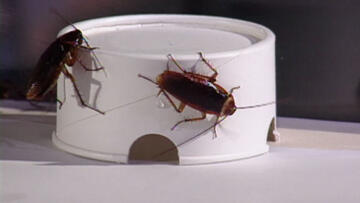 Episode 17 The Exterminator