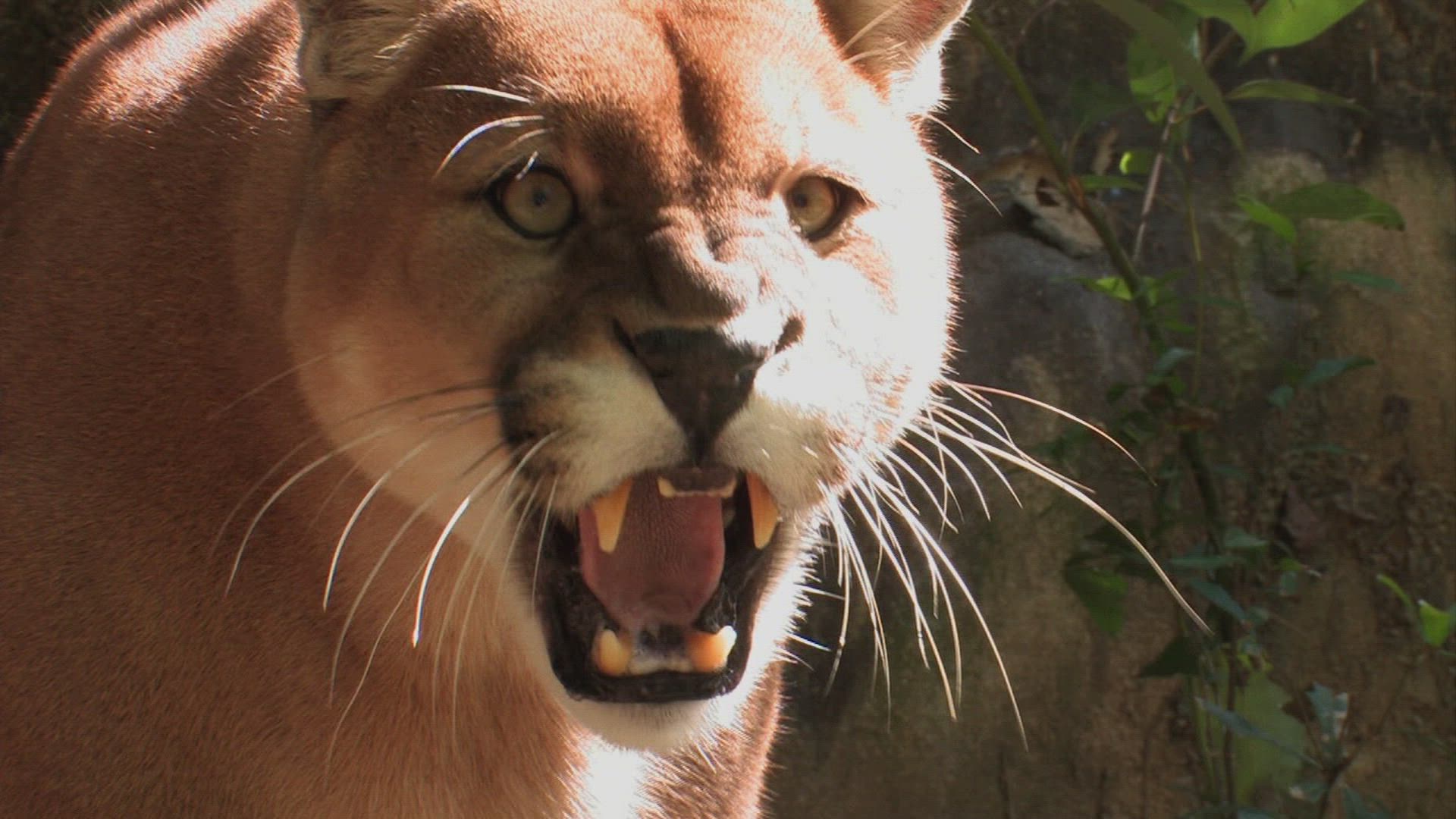 Lions in the Backyard