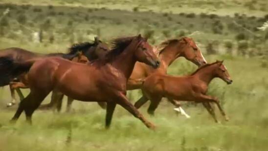 Watch Animals Clip | HISTORY Channel Watch Animals Clip | HISTORY Channel