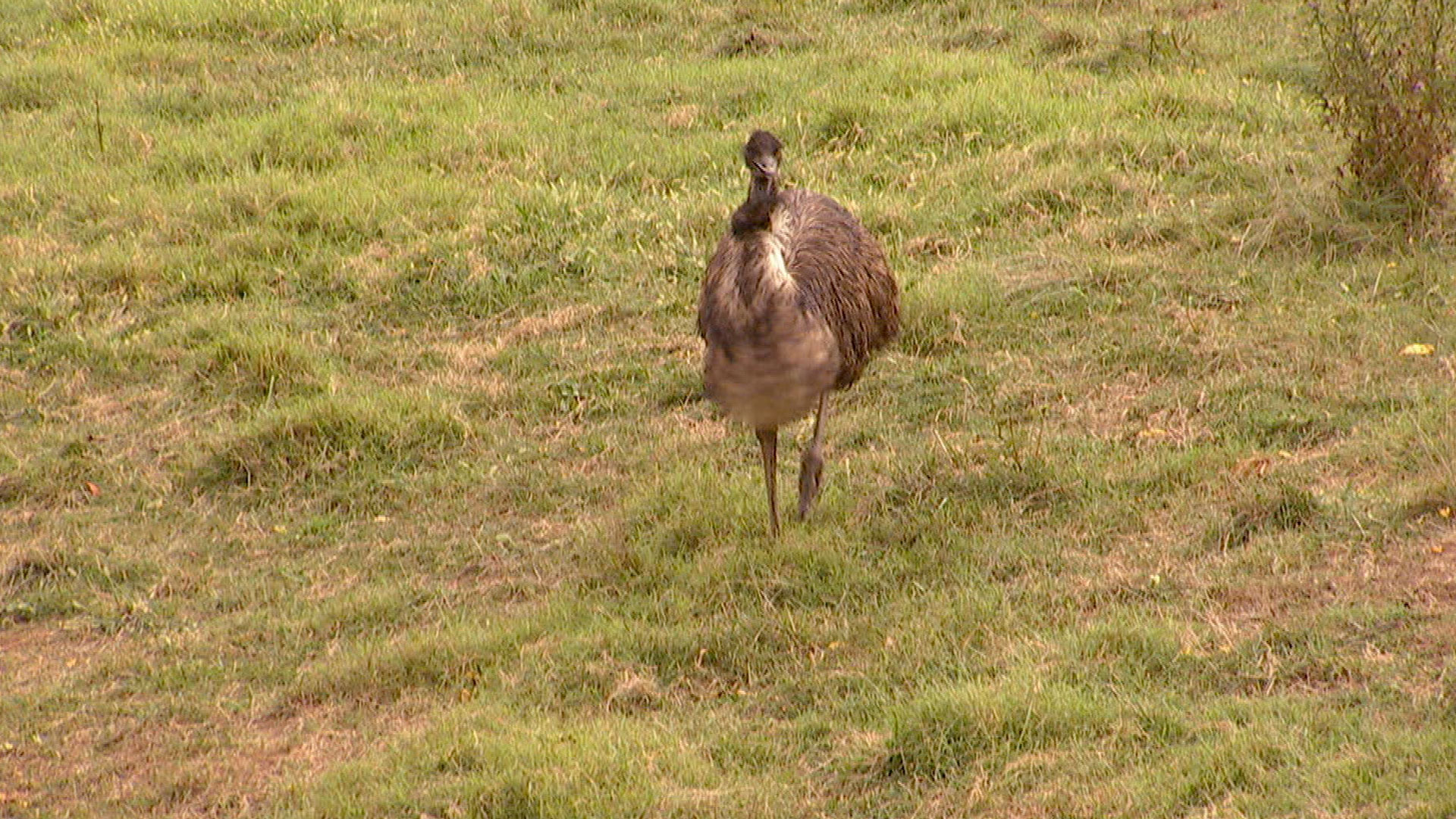 The Emu Chase