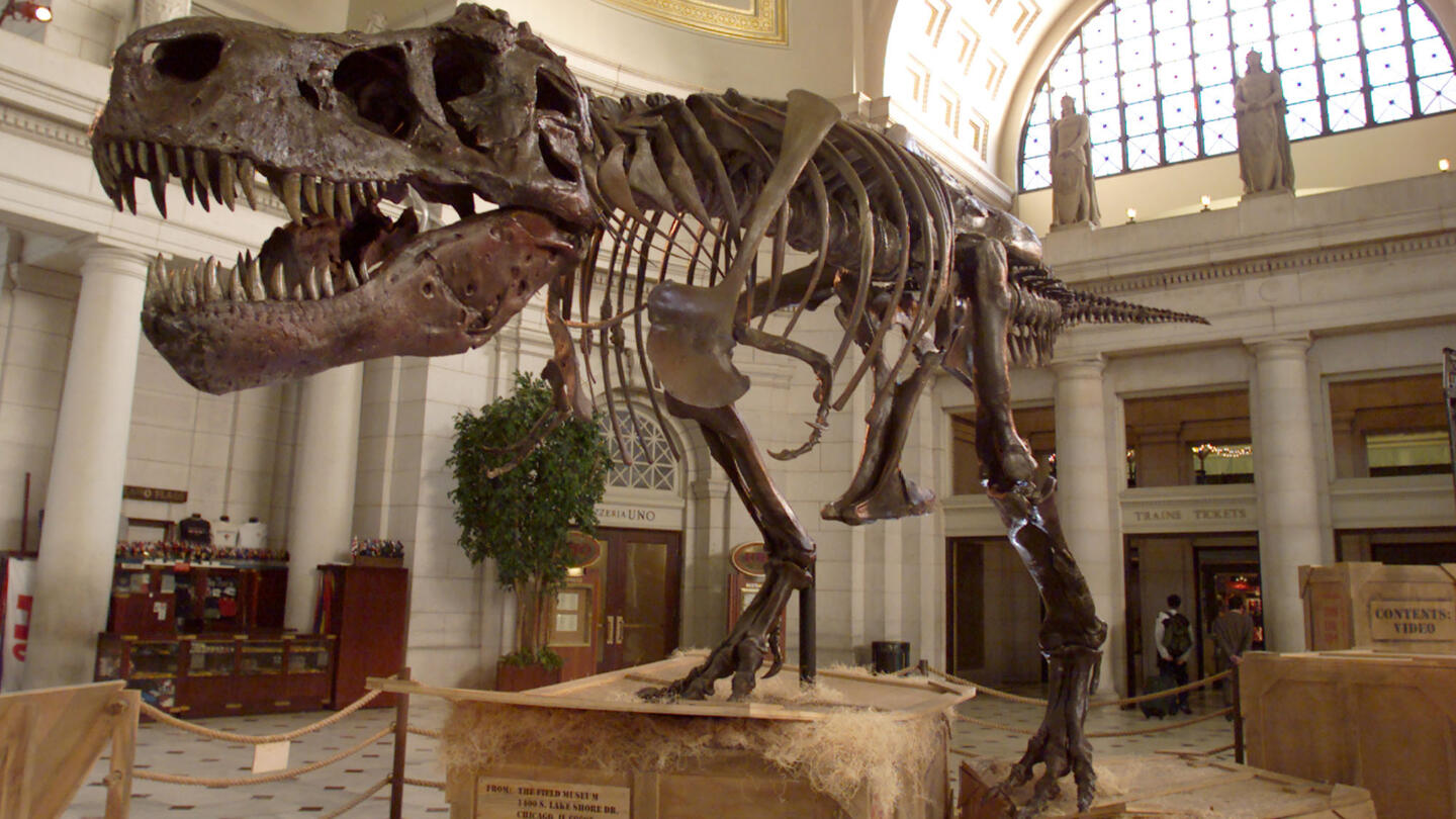 Skeleton of Tyrannosaurus rex discovered - HISTORY
