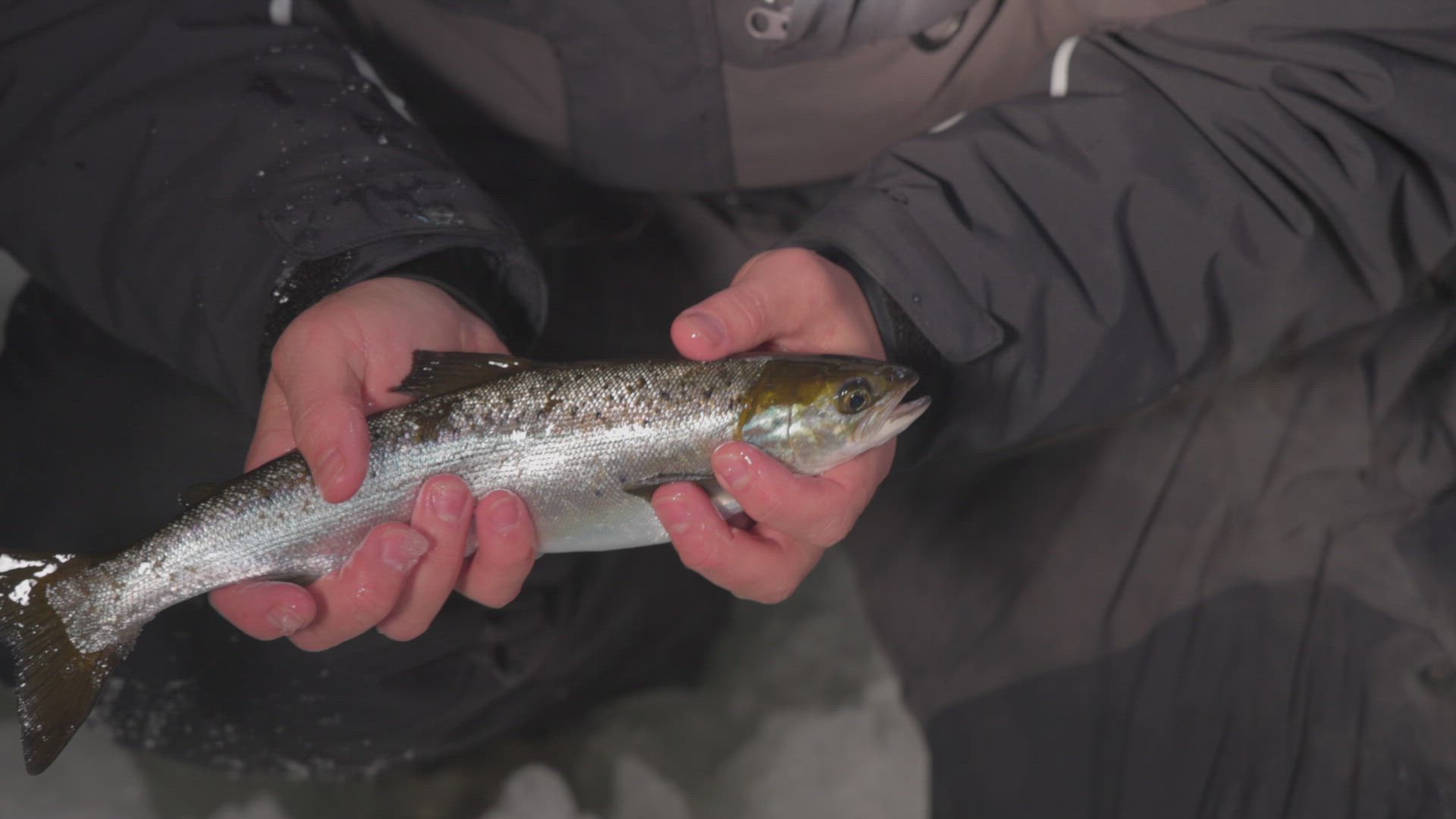 The Maine Ghost Trains