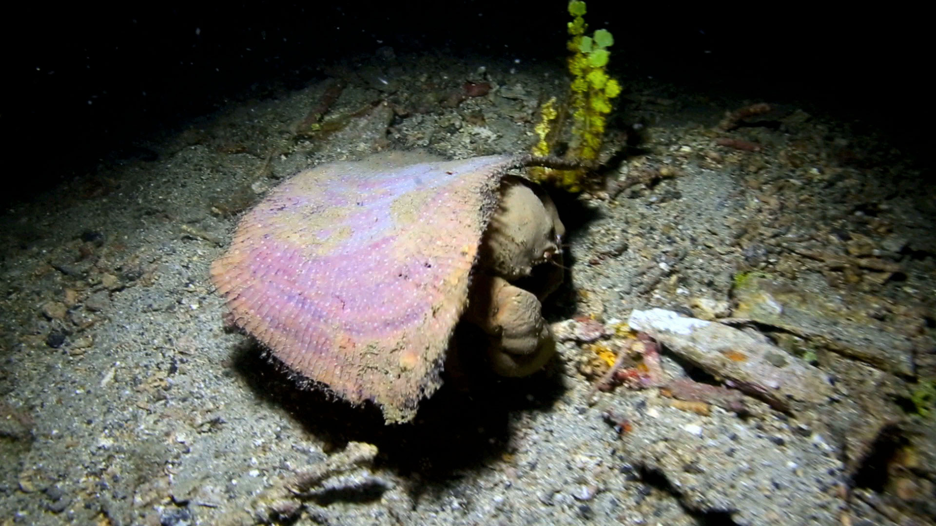 Creatures of the Deep