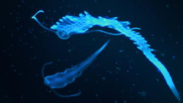 Episode 11 Sasquatch Sounds & Undersea Alien