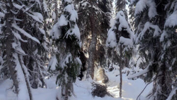 Episode 11 Fight, Flight or Freeze