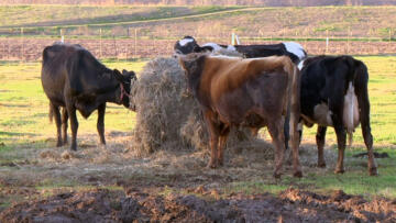 Episode 14 Cash Cows