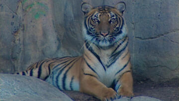 Episode 62 More Dangerous Cargo