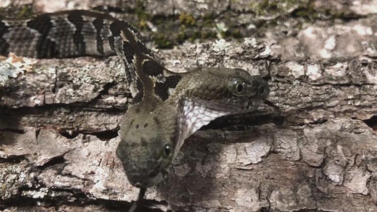 Creepy Zero-Legged Creatures, Ft. Two-Headed Snake thumbnail