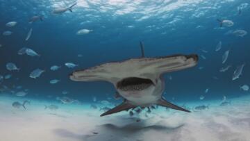 Episode 10 Animal Oddities