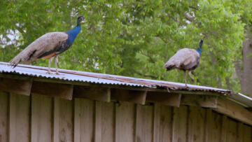 Episode 22 Bird Brains