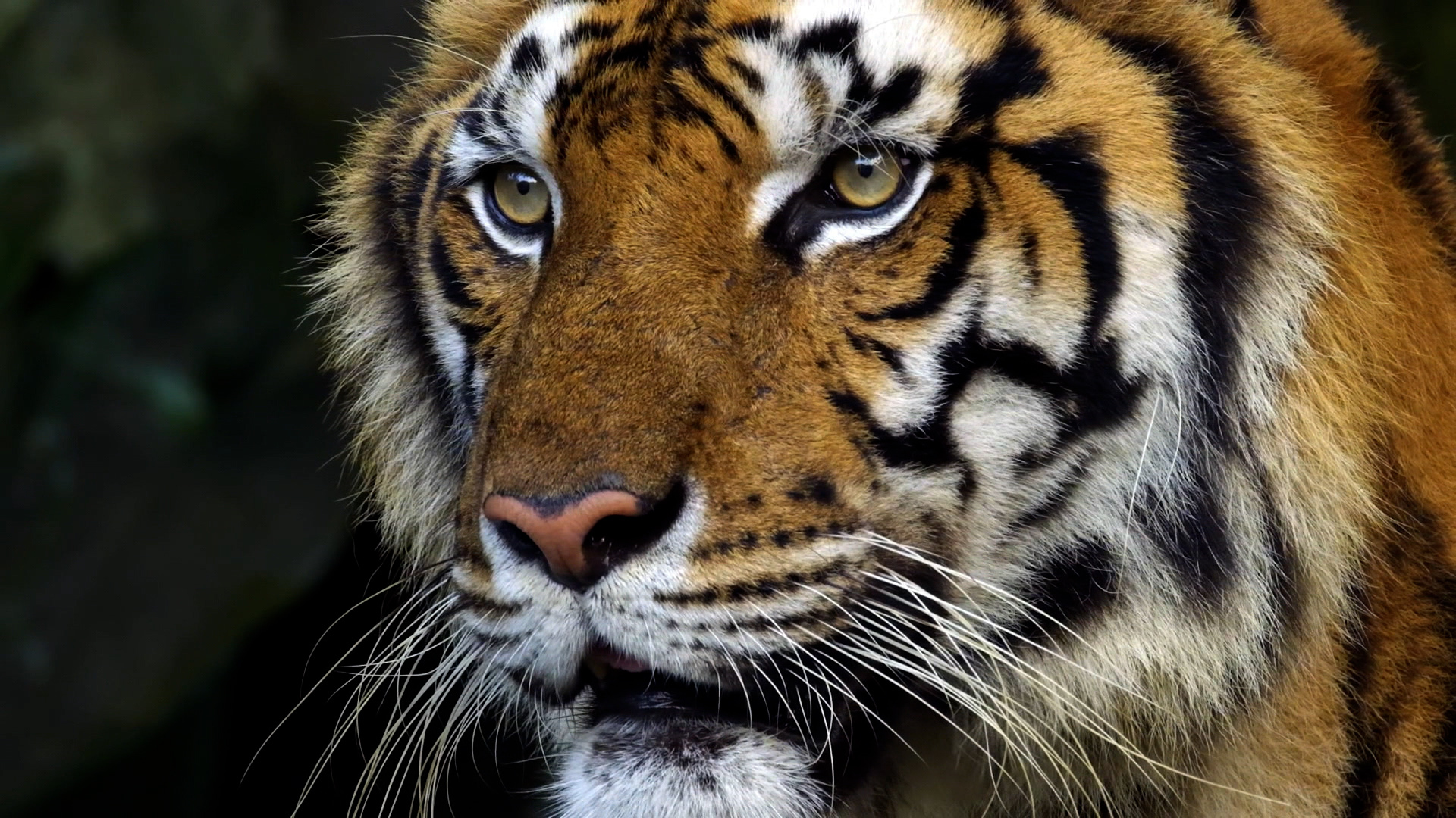 Unforgiving Tiger Gets Revenge - “Kill Or Be Killed” thumbnail