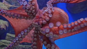 Episode 13 Swamp Beast Sighting, Martian Conspiracy, and Transparent Mexican Sea Monster