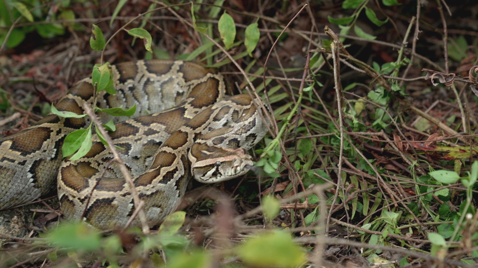 Python Showdown