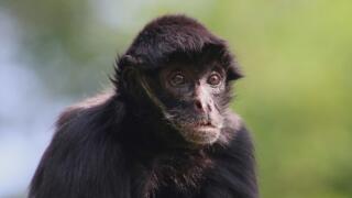 Amazonian Aliens, White Sands UFO Crash, and Vampire Meat