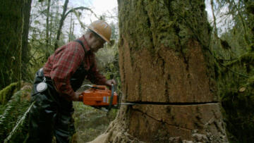Episode 9 Snappin' Trees