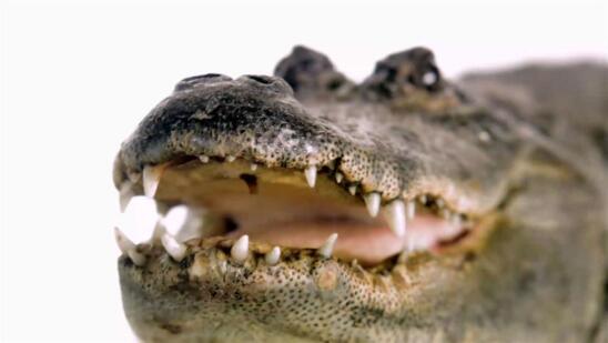 Watch Crocs vs. Gators Clip | HISTORY Channel