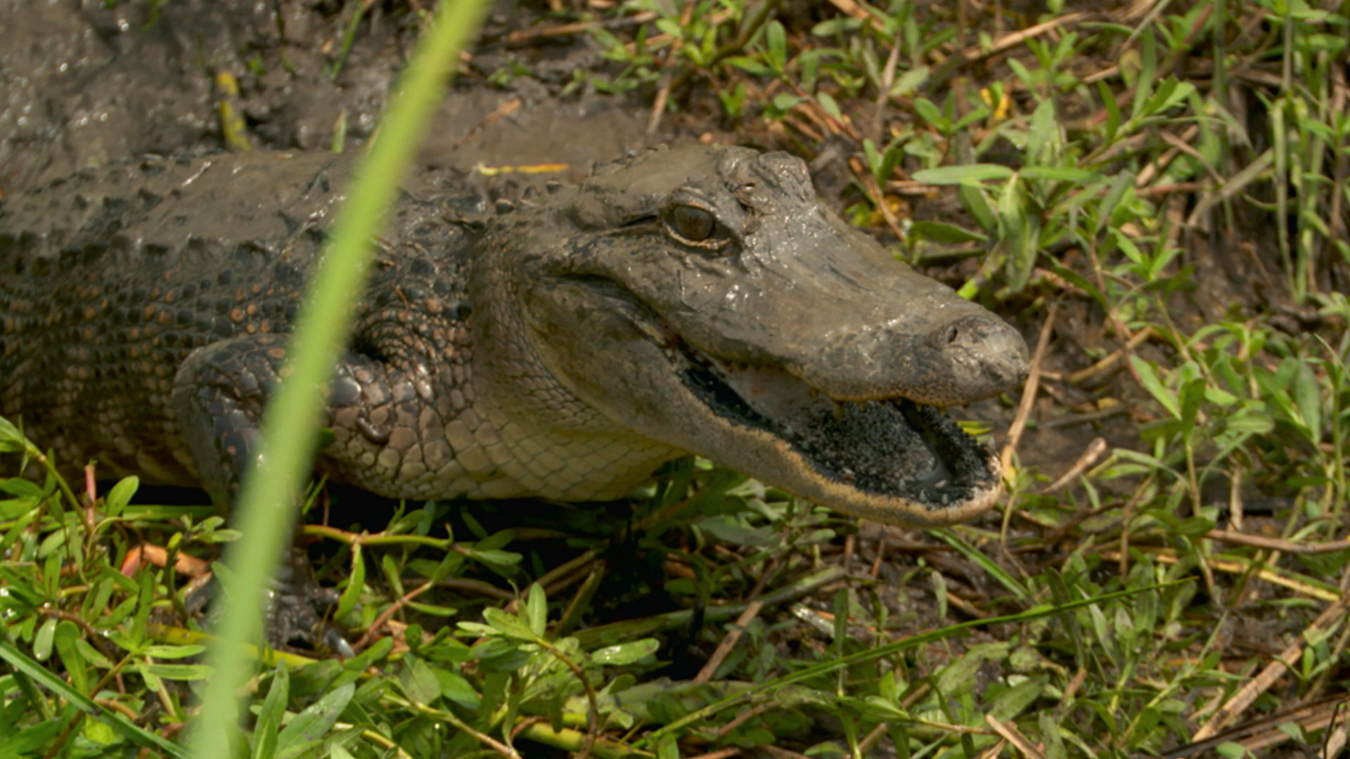 Daniel and Joey Battle a Mama Gator